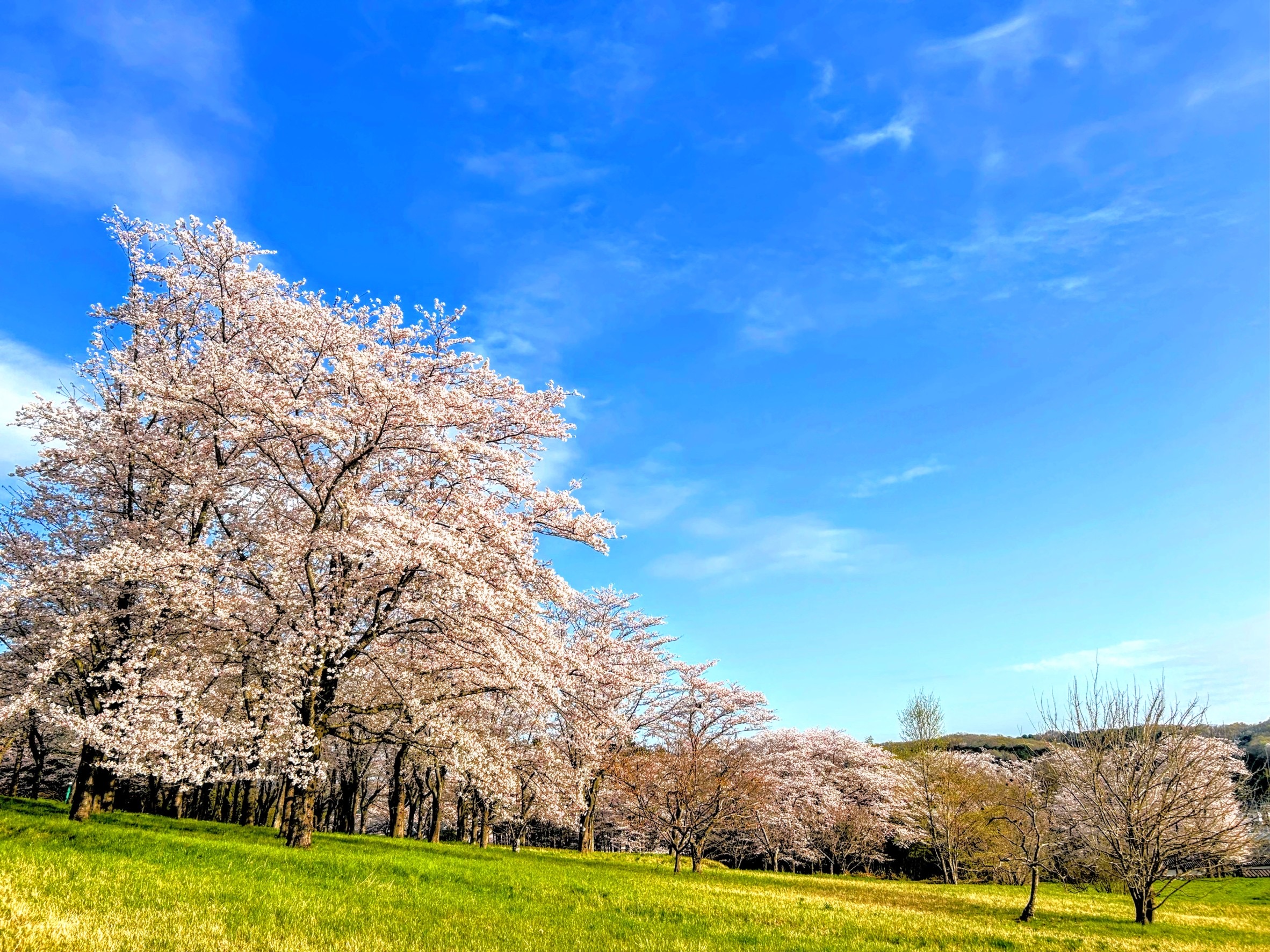 梅坪町の桜の画像0