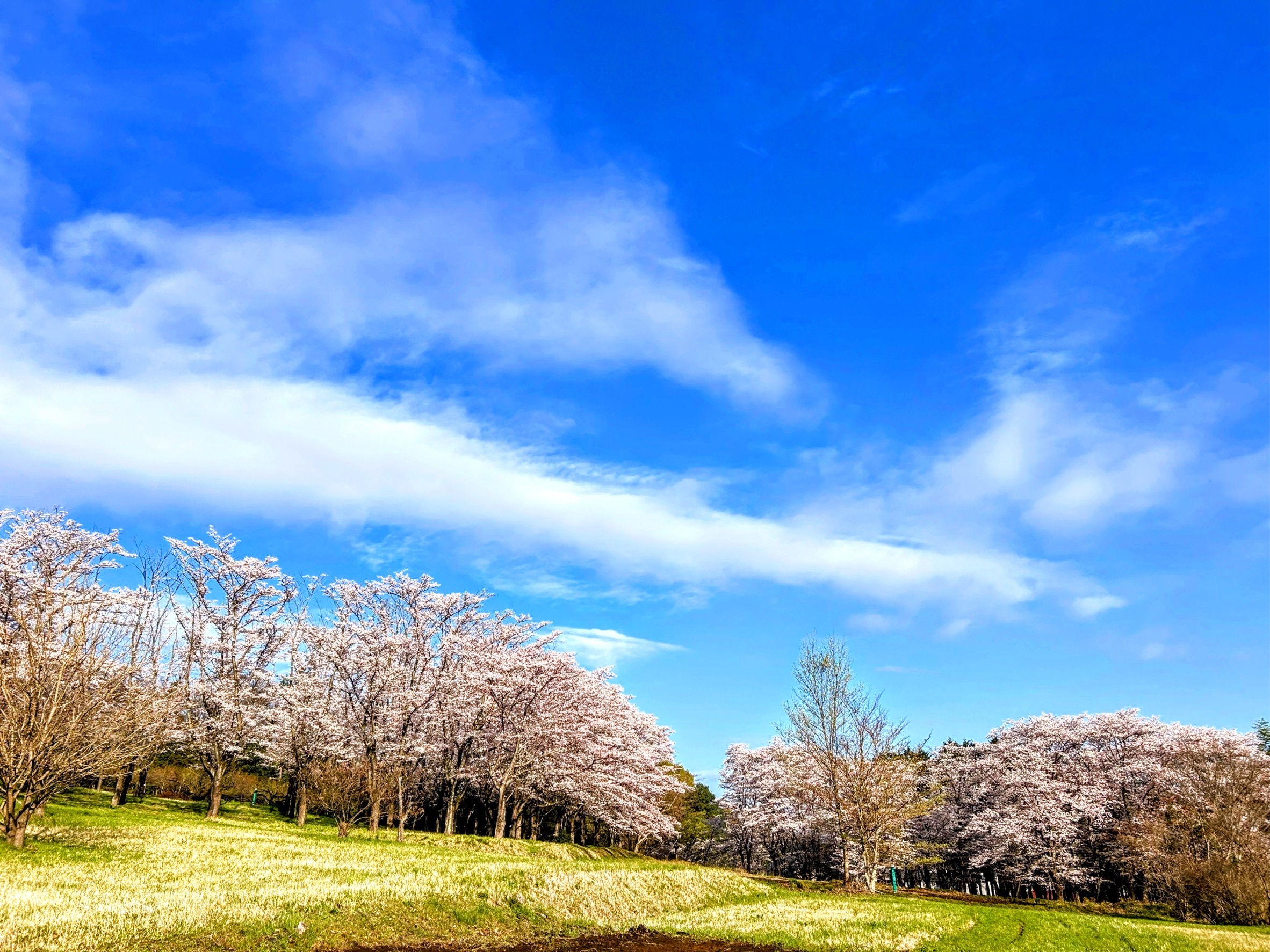 梅坪町の桜の画像1