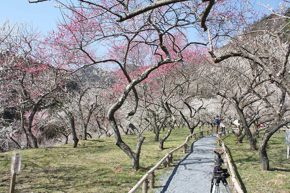 Plum blossoms