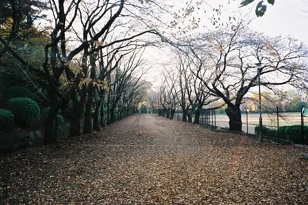 富士森公園の画像