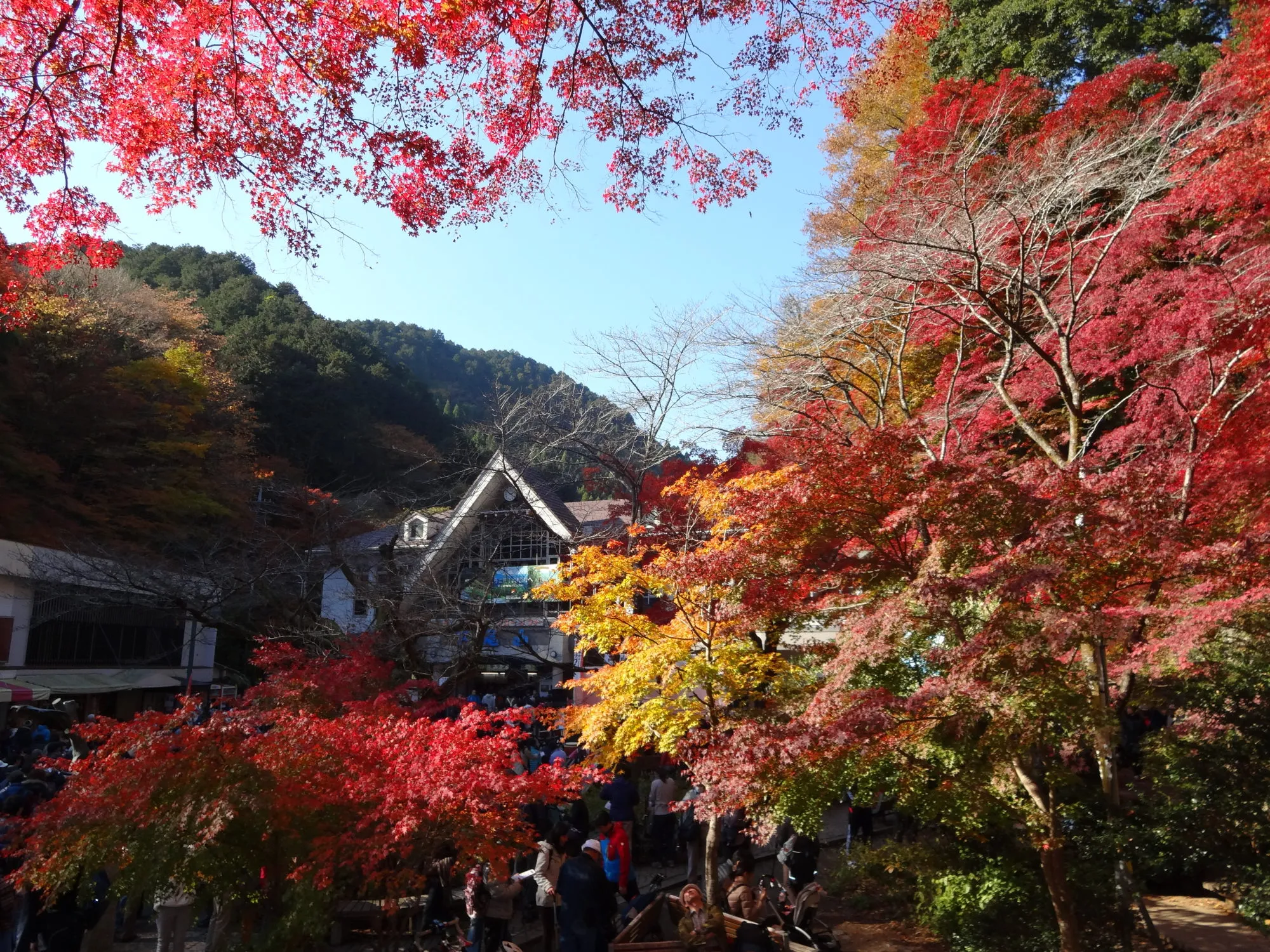 高尾山の画像