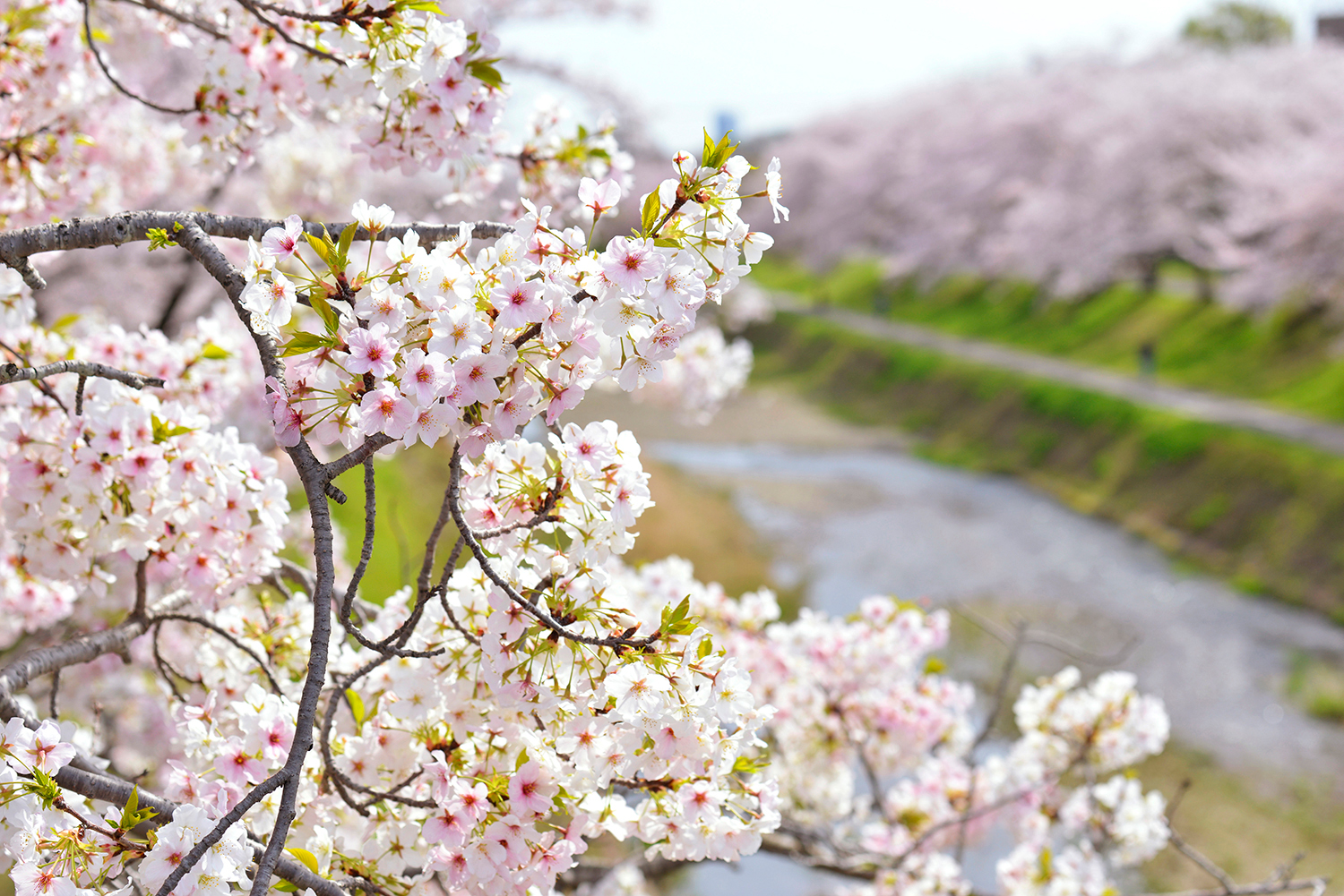 【第二弾・桜編】ワクワクする♪梅・桜絶景×おすすめ立ち寄りスポットで、八王子だからこその春到来の喜びを体感する旅へ