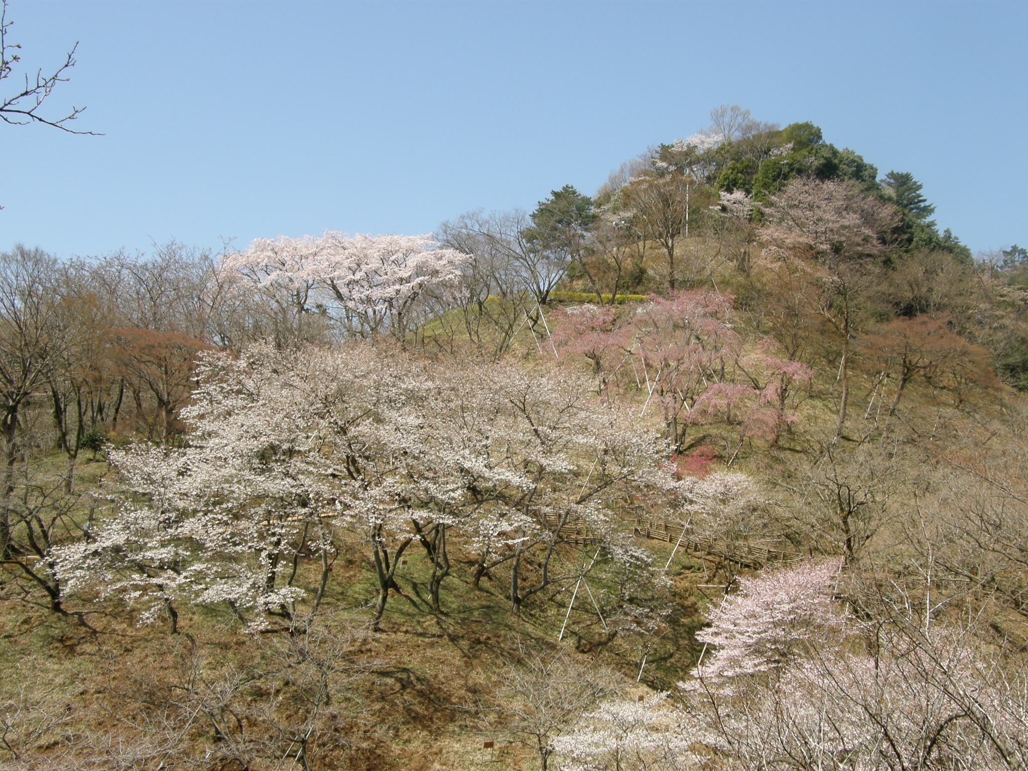 森林総合研究所多摩森林科学園