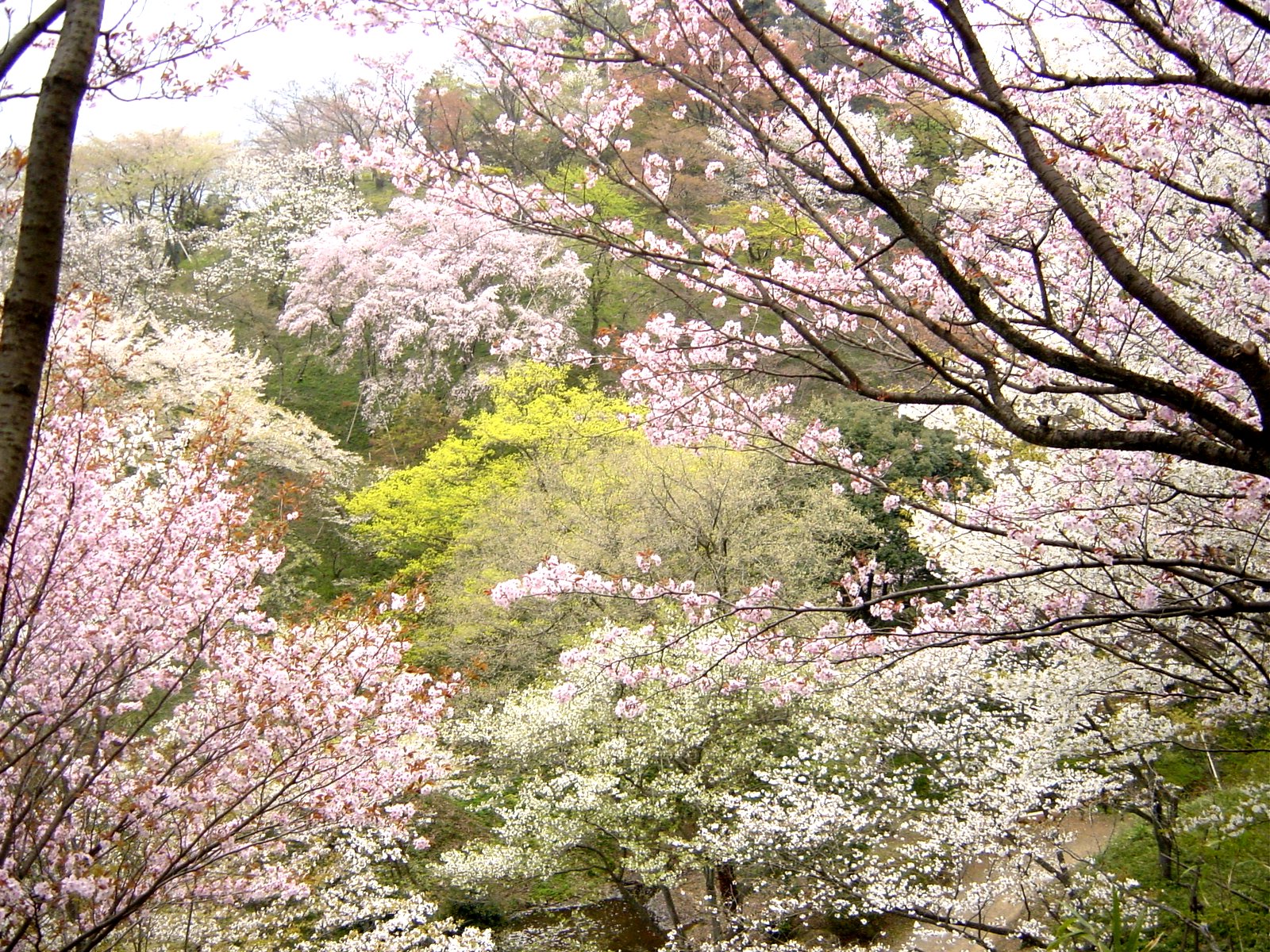 森林総合研究所多摩森林科学園の画像1