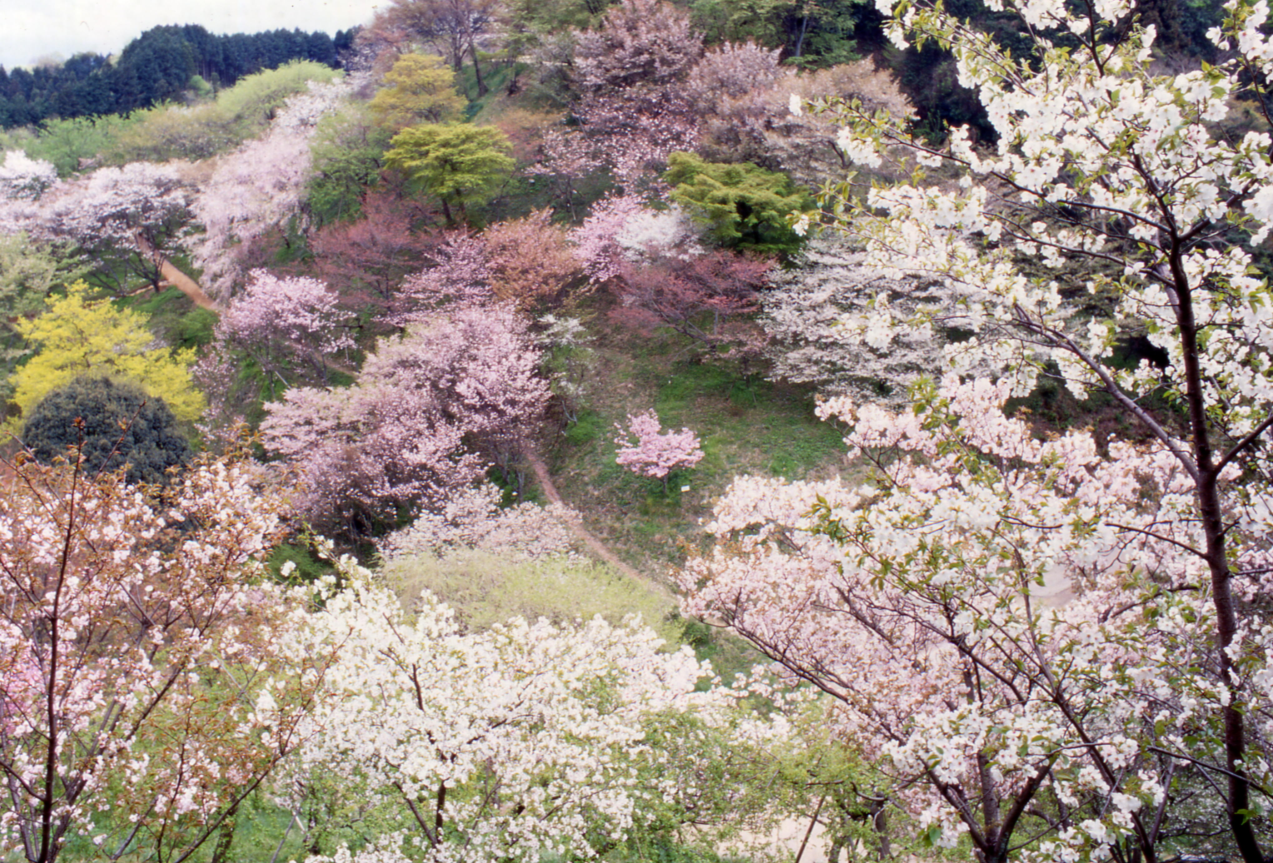 森林総合研究所多摩森林科学園の画像2