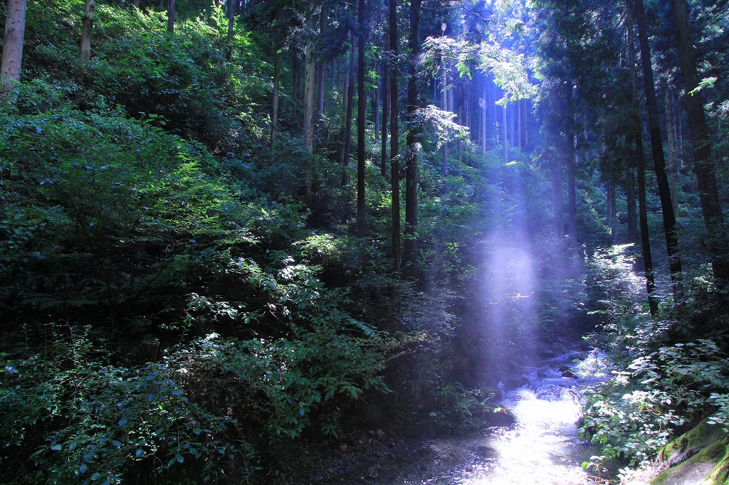 陣馬山の画像2