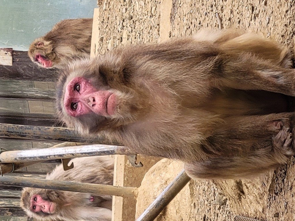 高尾山さる園・野草園