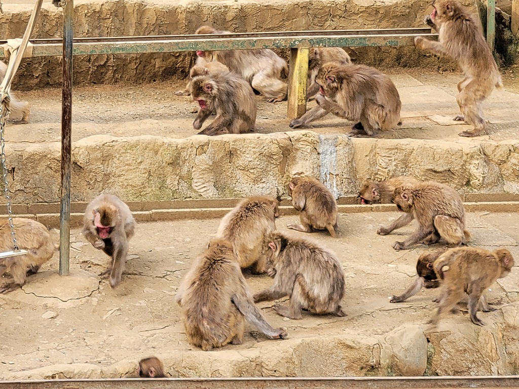 高尾山さる園・野草園の画像0