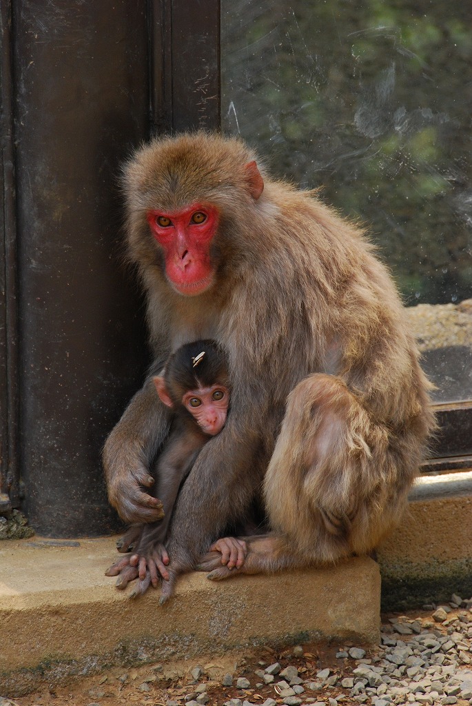 高尾山さる園・野草園の画像2