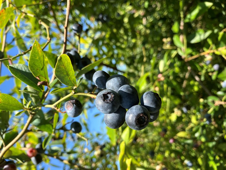 番場農園（ブルーベリー農園）