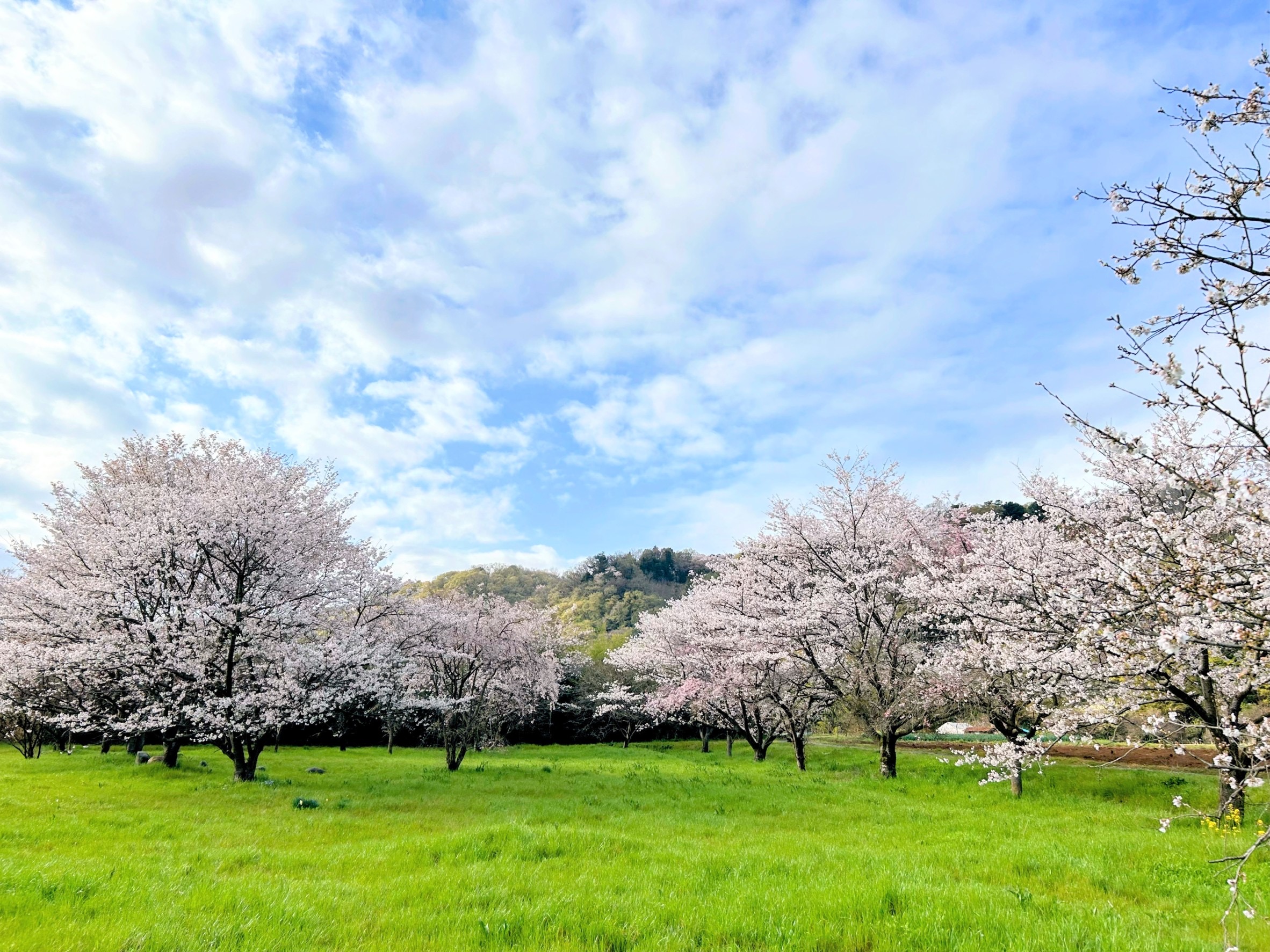 高月町田園付近の観桜林