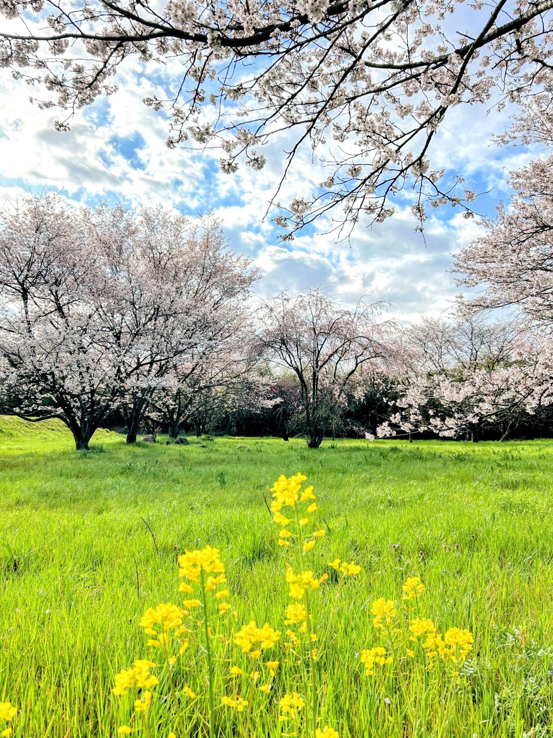 高月町田園付近の観桜林の画像0