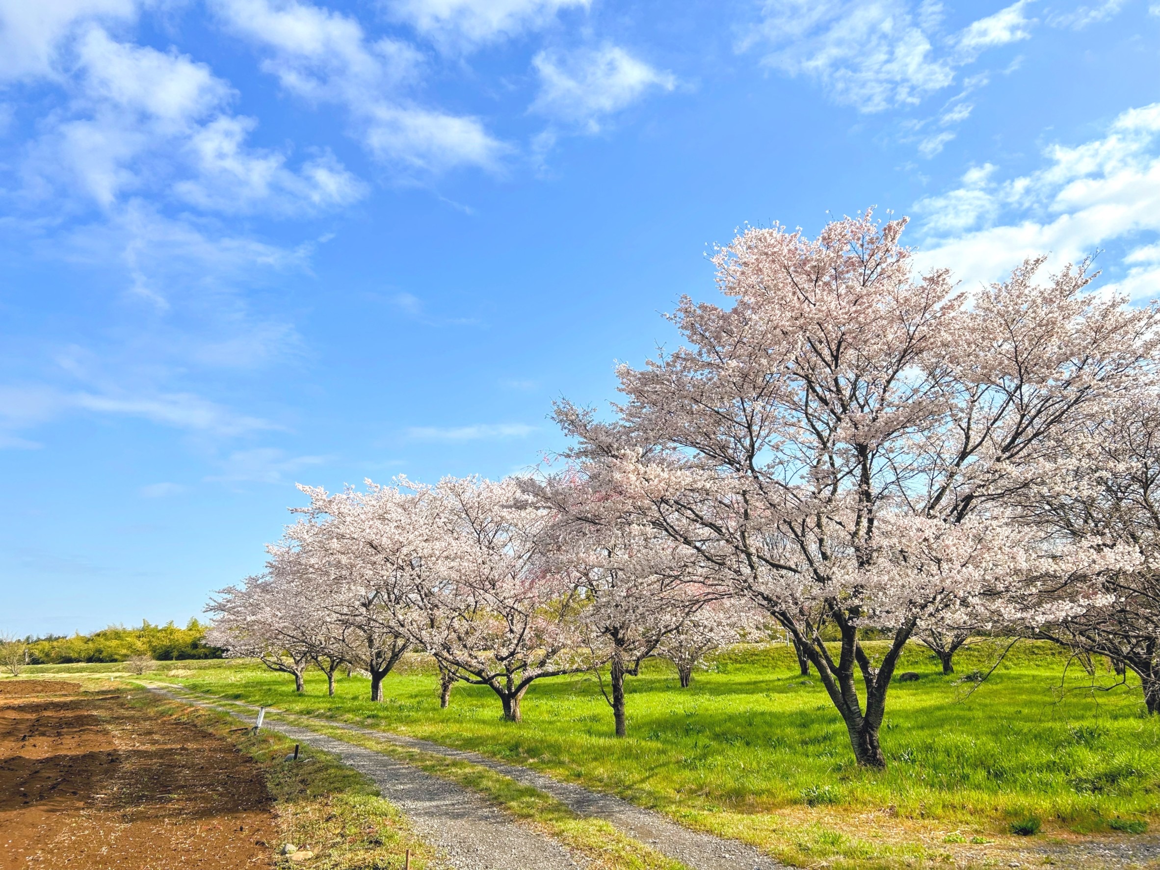高月町田園付近の観桜林の画像1