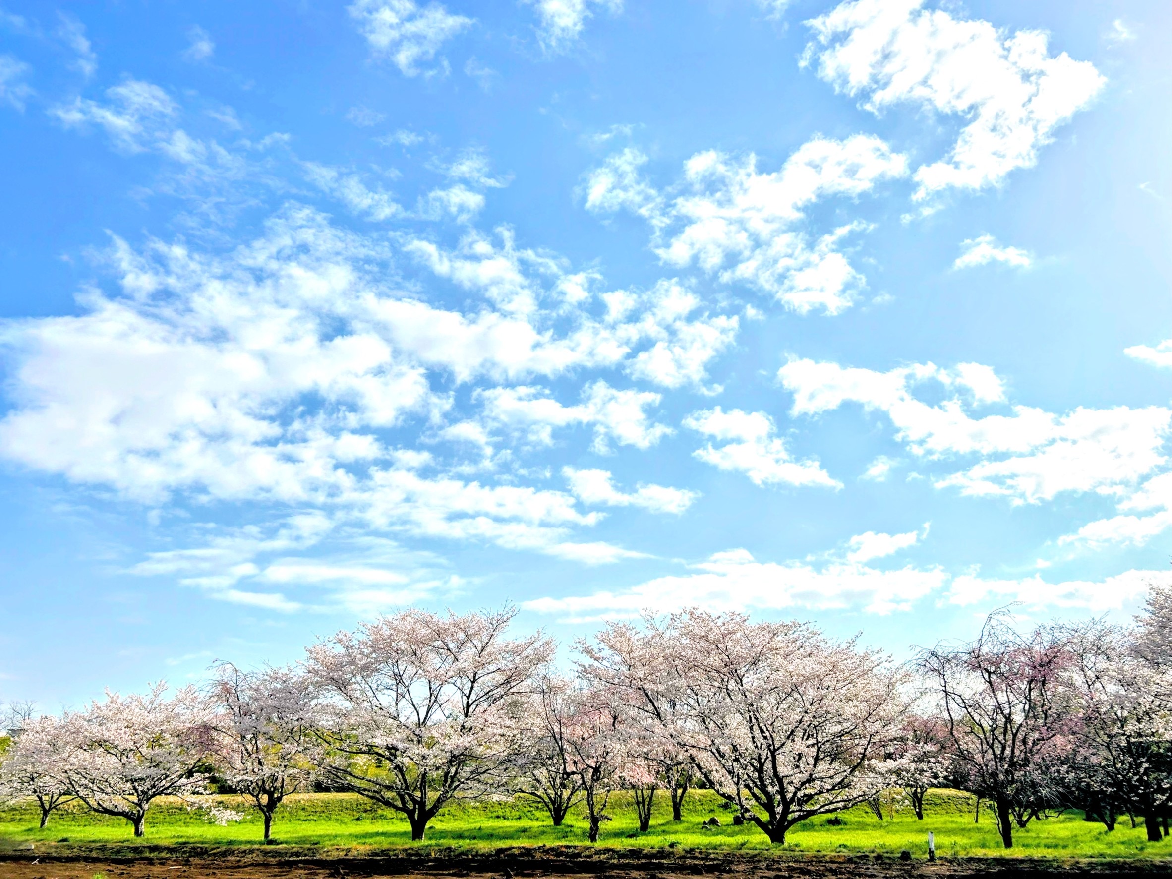 高月町田園付近の観桜林の画像2