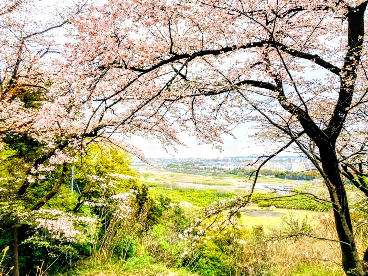 滝山城跡中の丸の桜