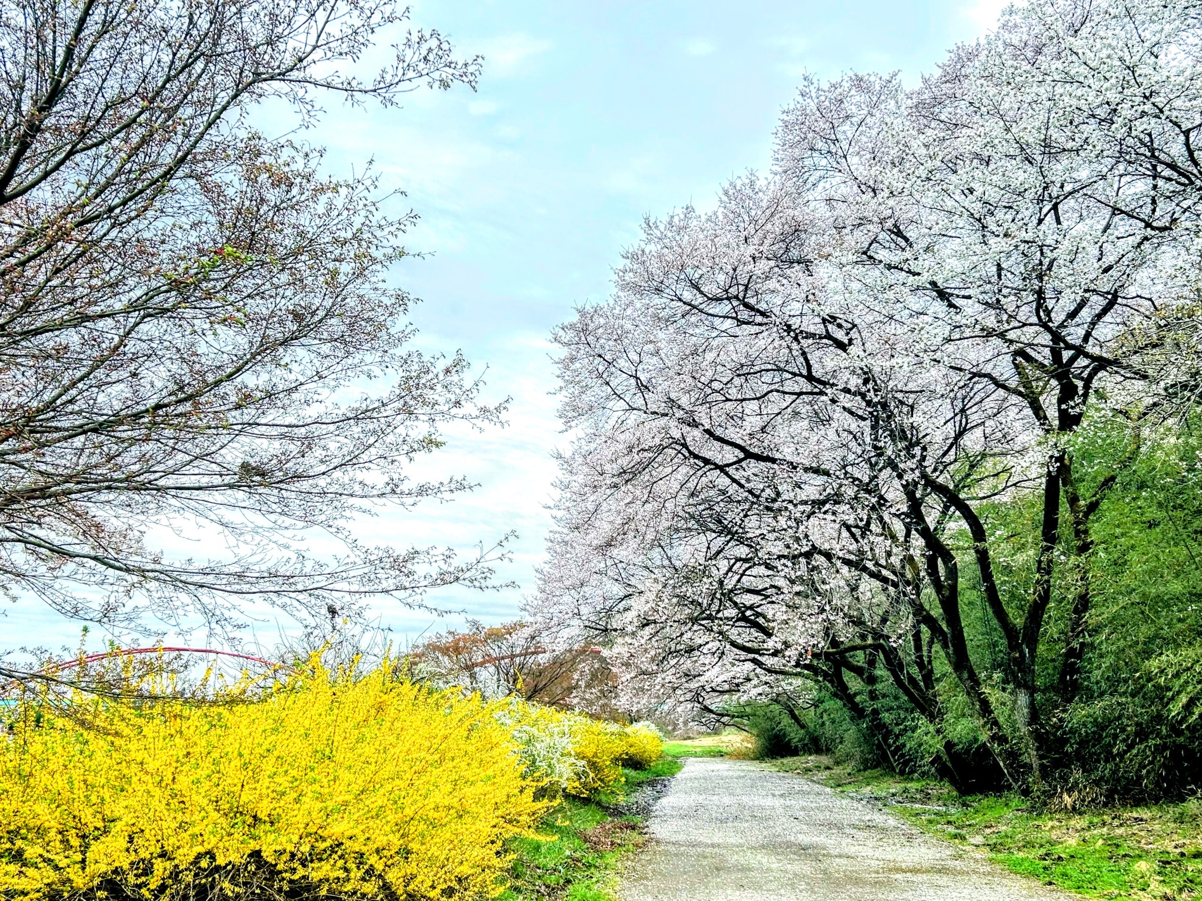 滝ガ原運動場の観桜林