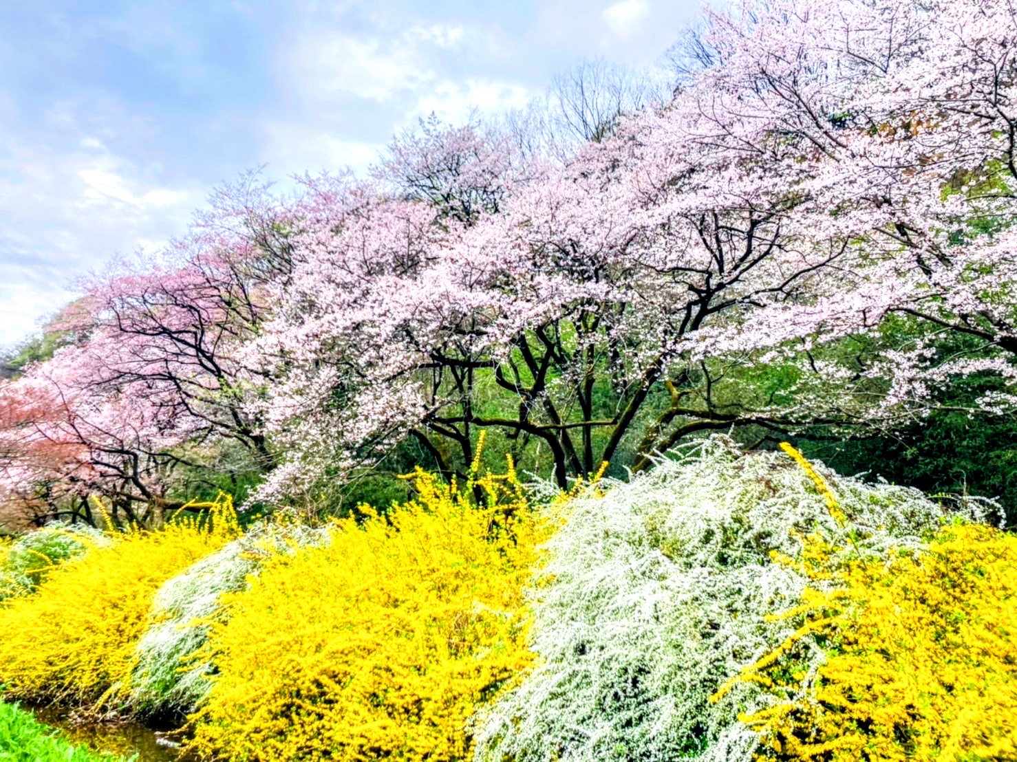 滝ガ原運動場の観桜林の画像0