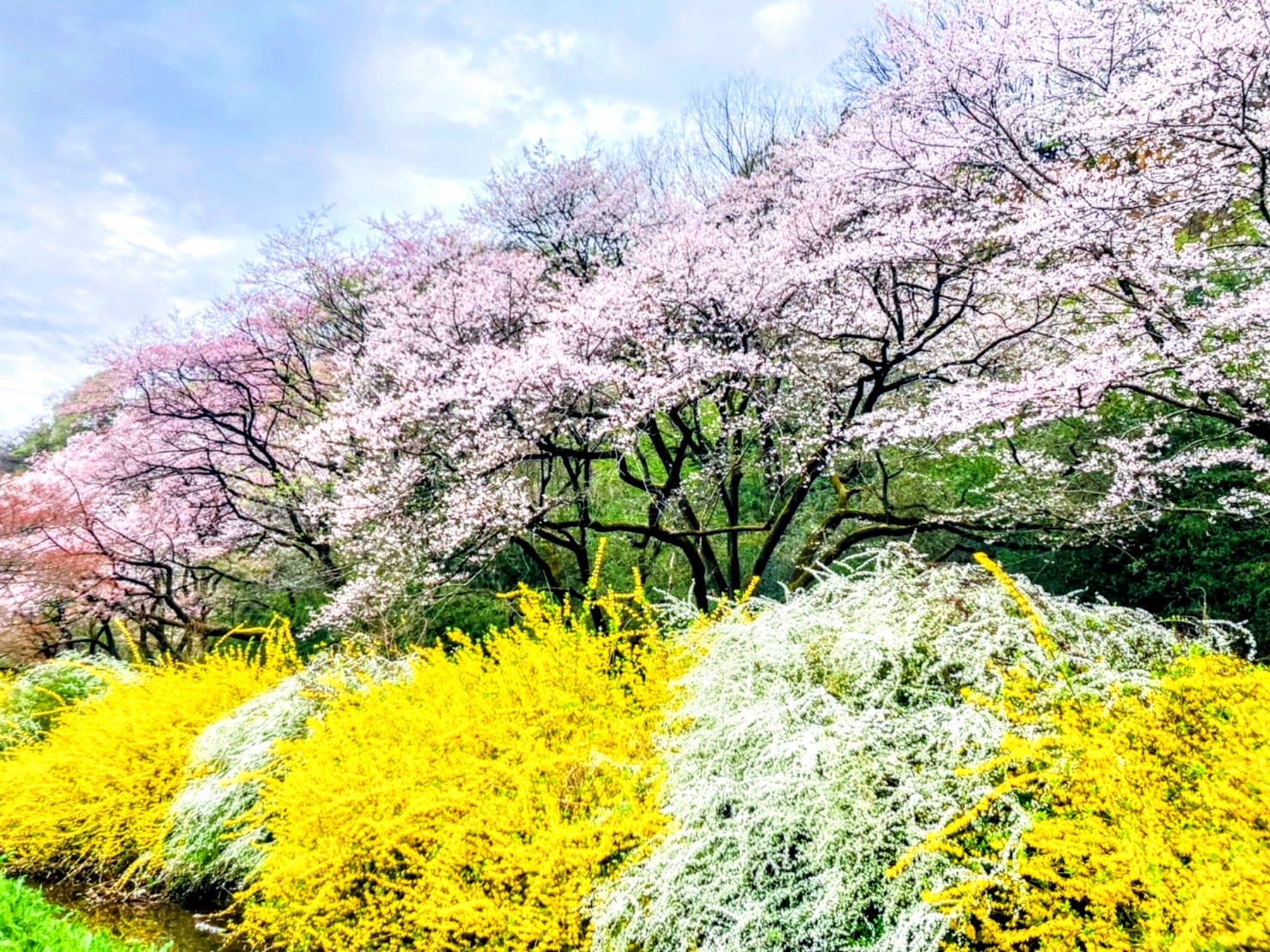 滝ガ原運動場の観桜林の画像0