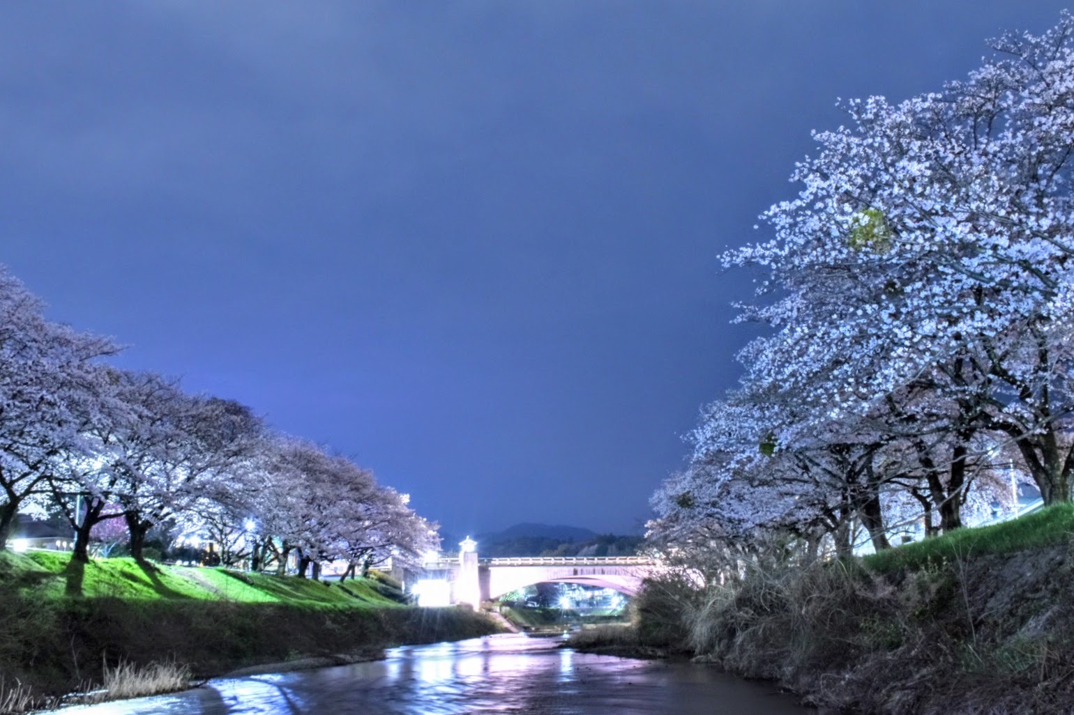 南浅川の桜