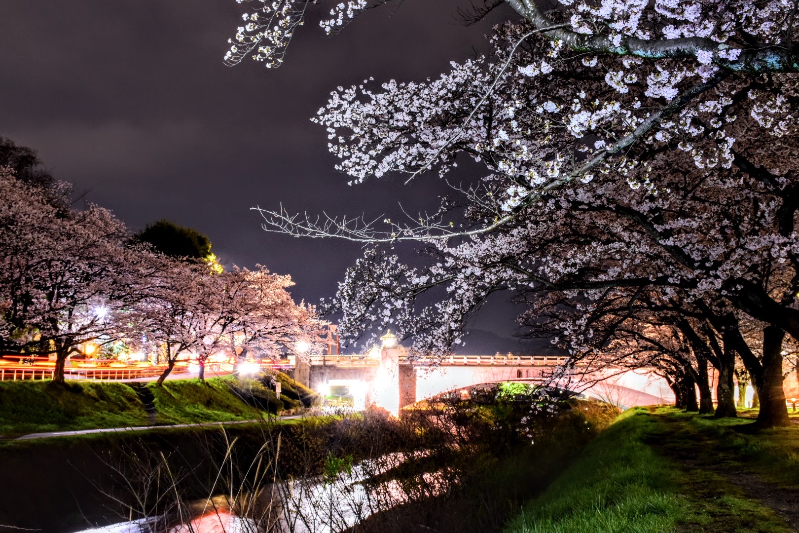 南浅川の桜の画像0