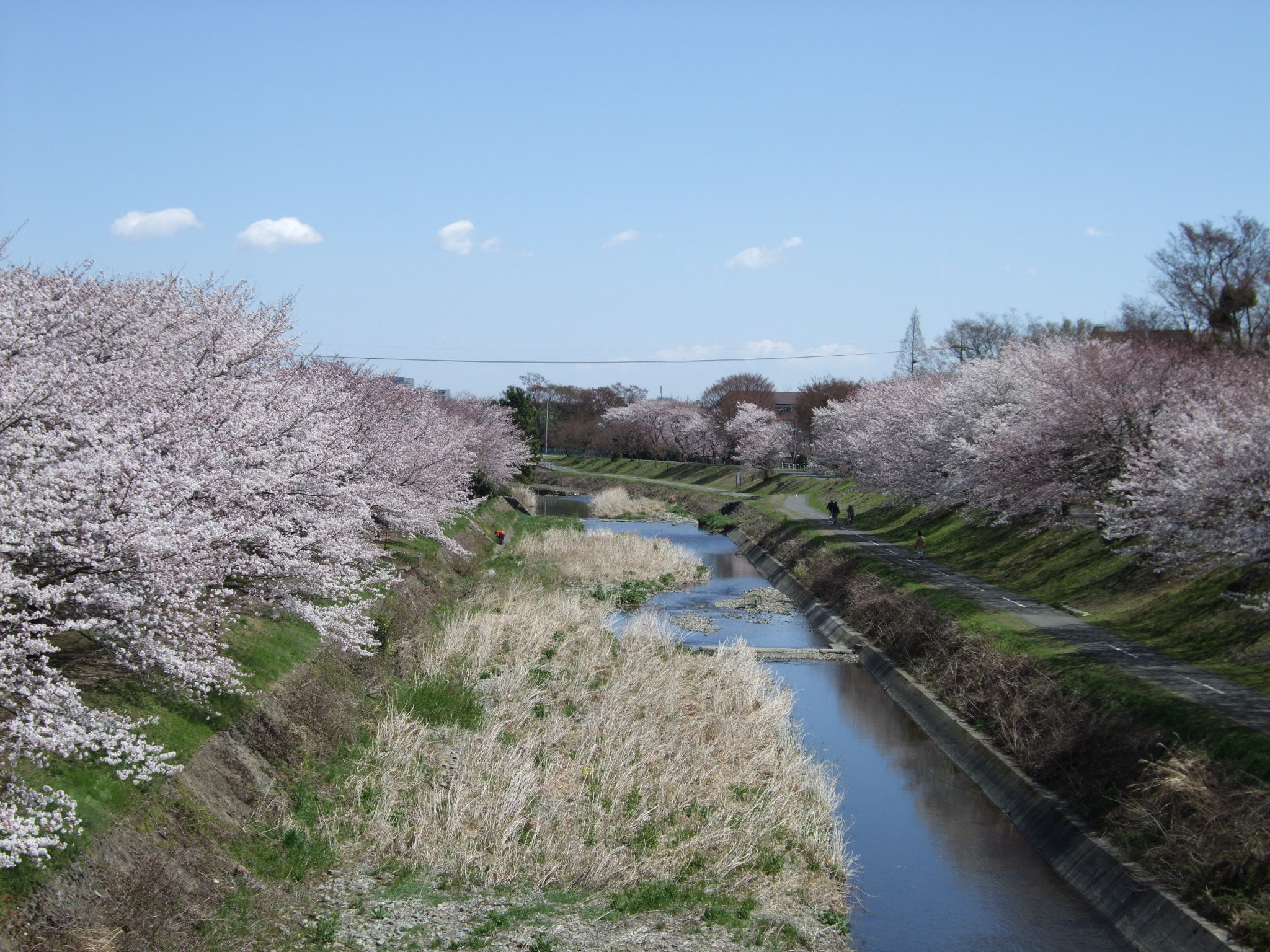南浅川の桜の画像1