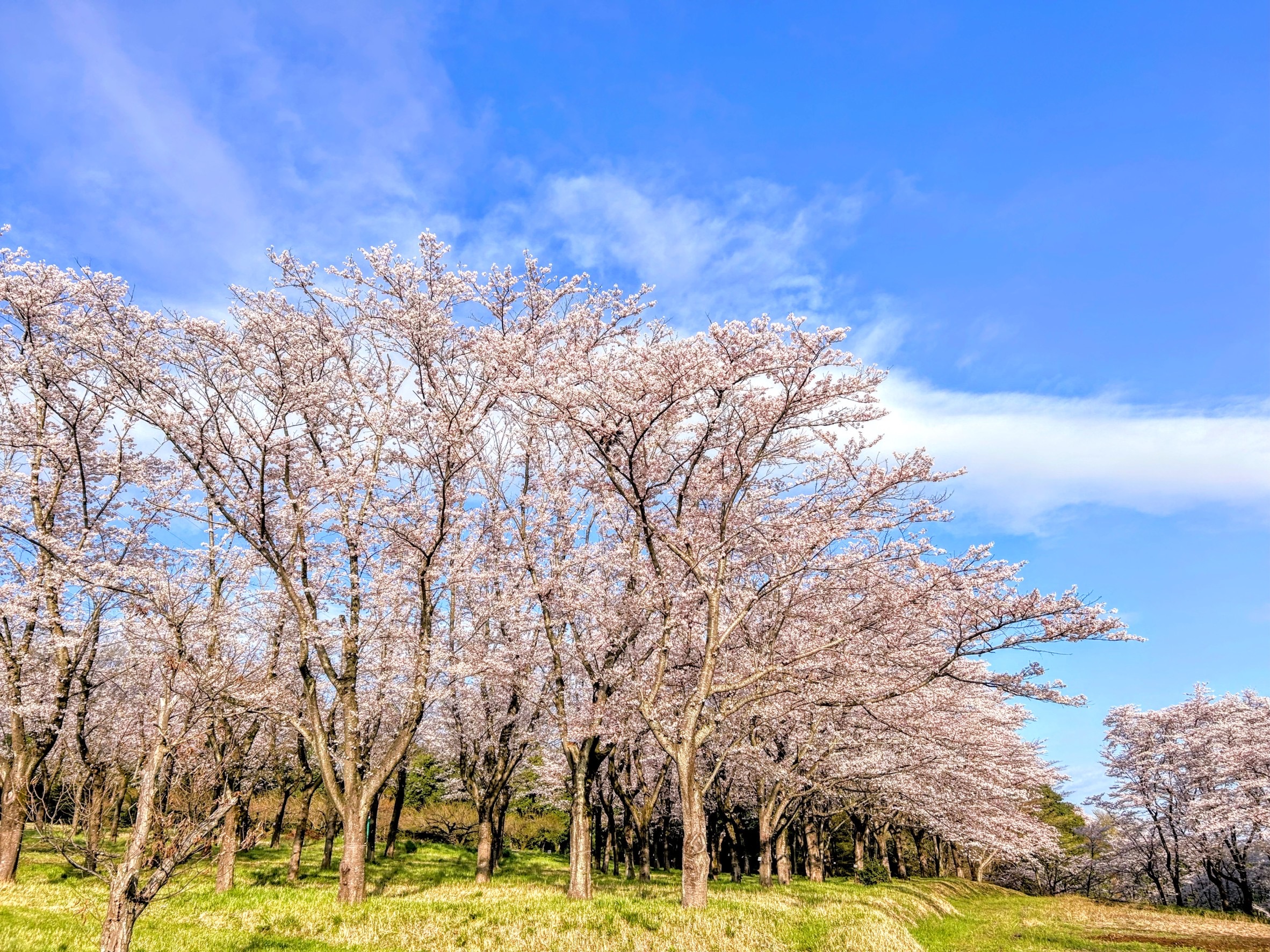 梅坪町の桜