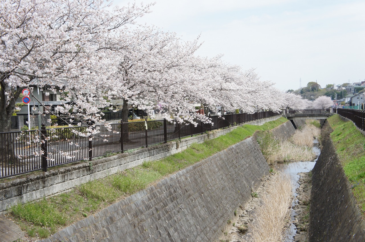 兵衛川(八王子みなみ野駅付近)