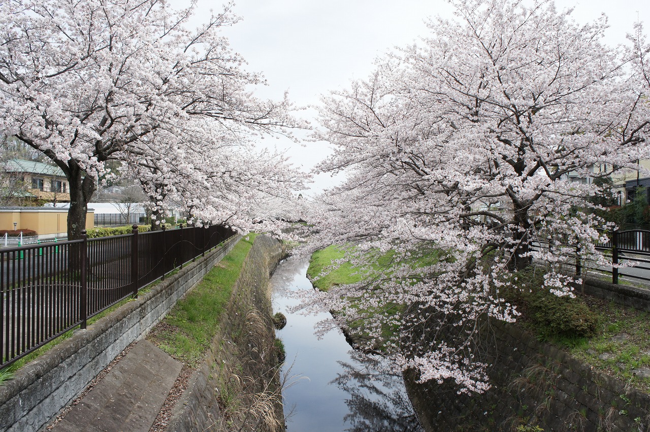 兵衛川(八王子みなみ野駅付近)の画像0