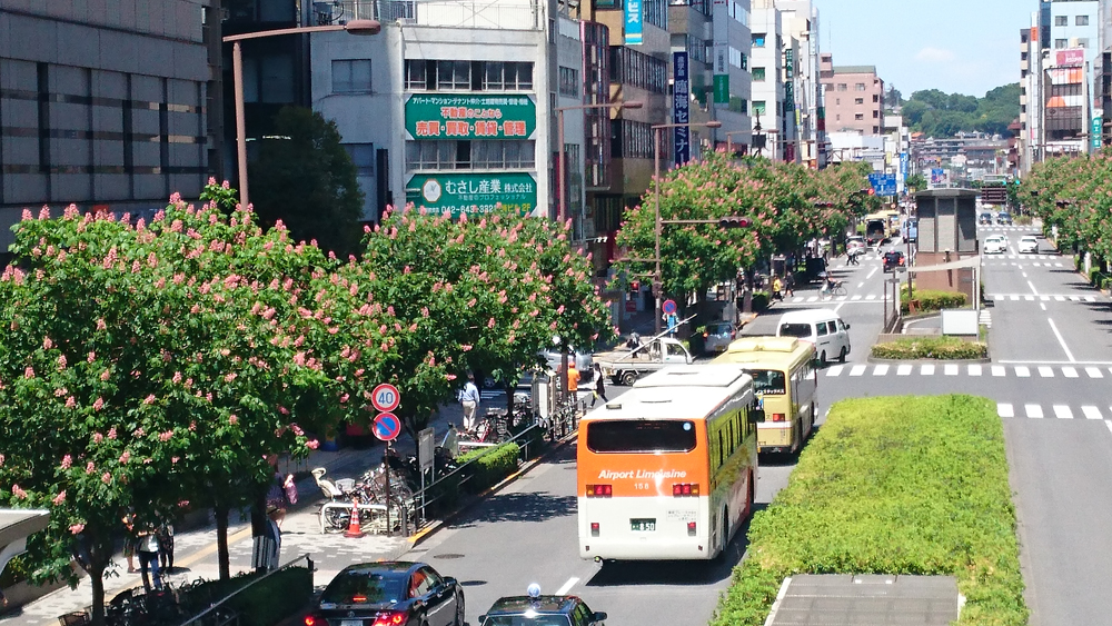 桑並木通り