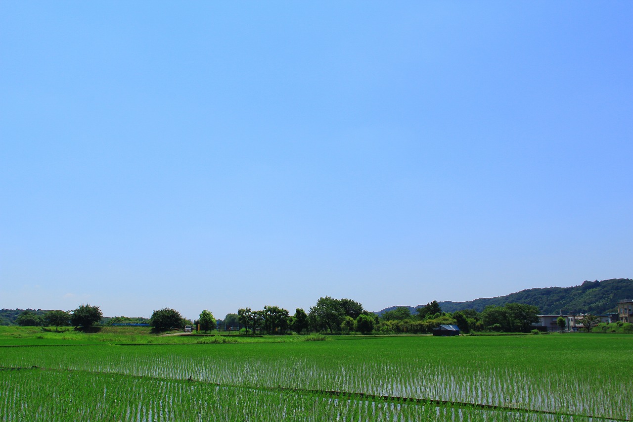 高月水田