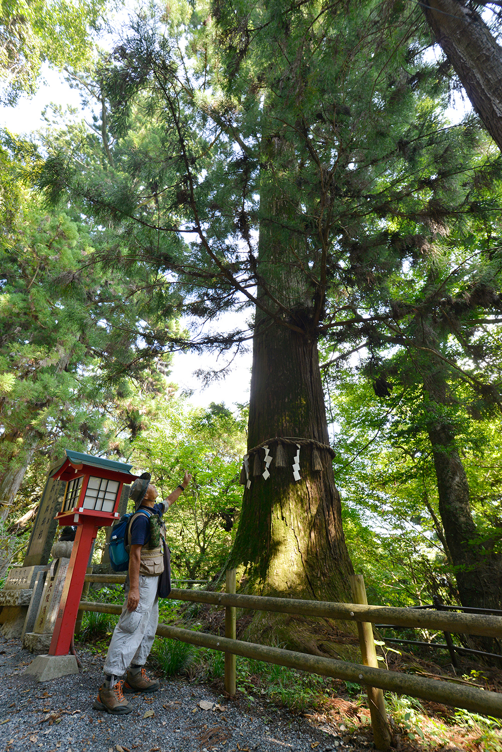 天狗の腰掛け杉