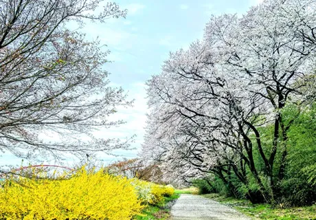 泷之原运动场的赏樱林
