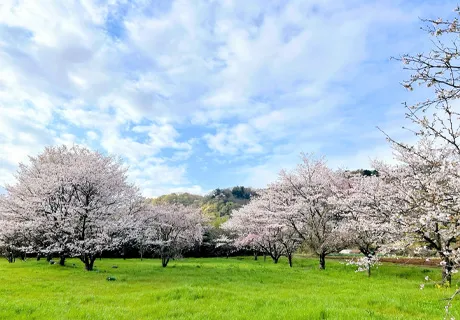 高月町田园地带附近的赏樱景点