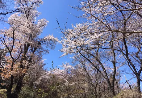 高尾山一丁平的千本樱