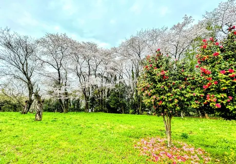 高月城址的樱花