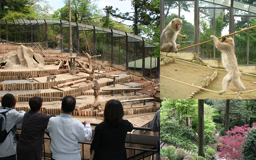 高尾山さる園・野草園