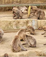 Mt.Takao Monkey Park and Wild Plant Garden