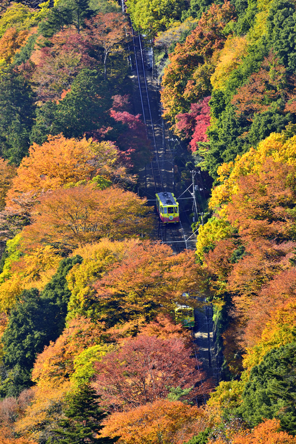 紅葉の中を走るケーブルカー