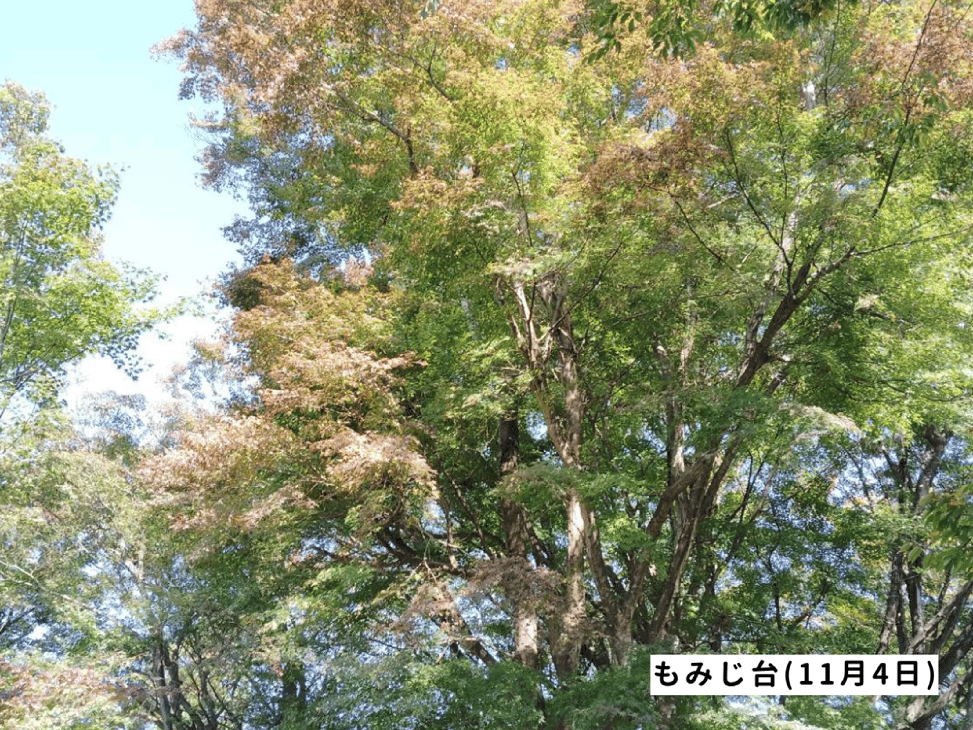 高尾山の紅葉の見ごろは11月中旬から12月上旬です 高尾山の紅葉の見ごろは11月中旬から12月上旬です