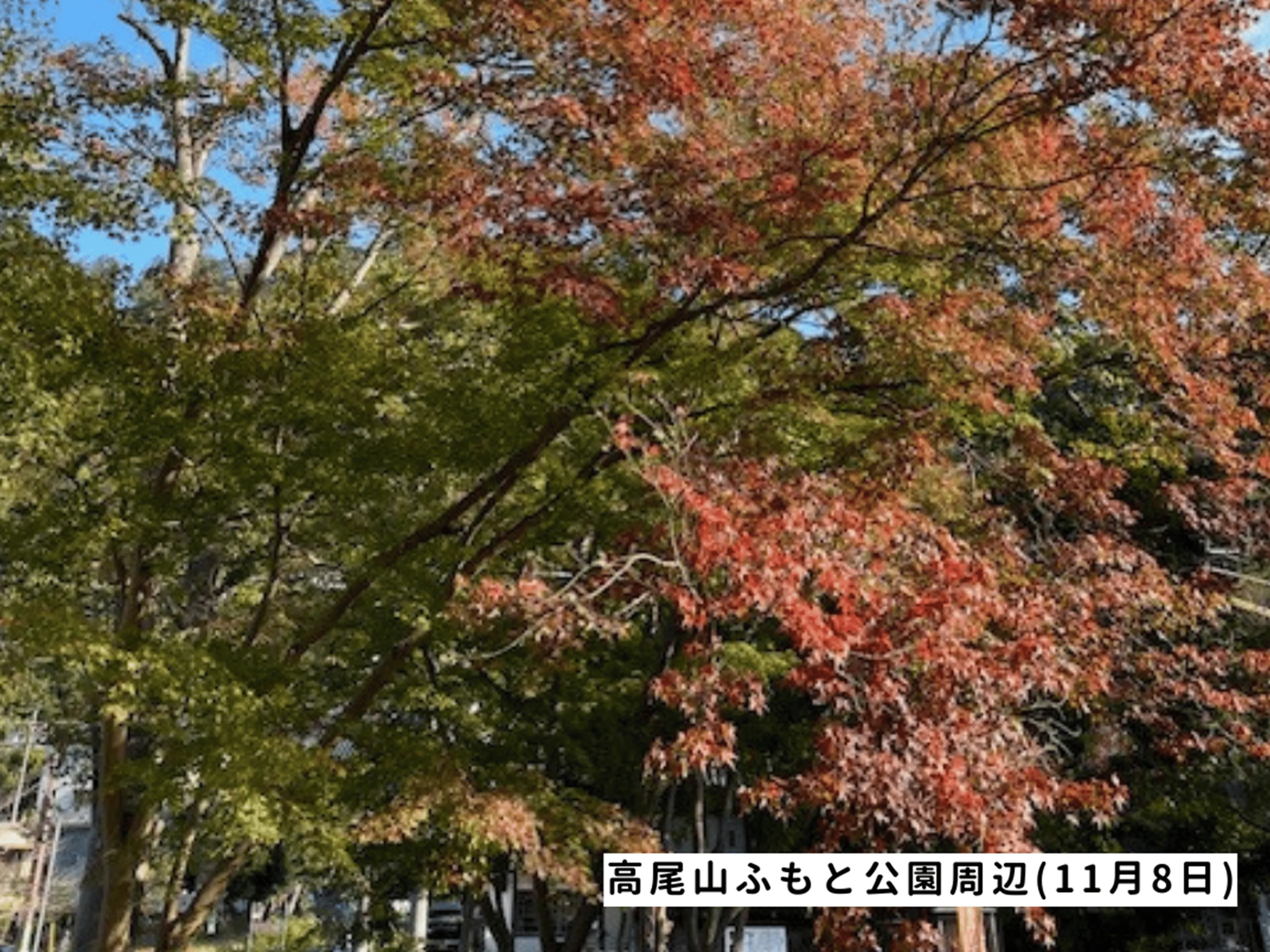 高尾山の紅葉の見ごろは11月中旬から12月上旬です 高尾山の紅葉の見ごろは11月中旬から12月上旬です