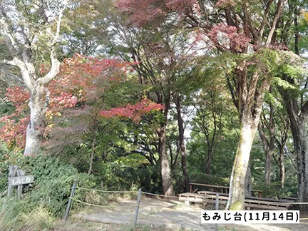 高尾山の紅葉の見ごろは11月中旬から12月上旬です 高尾山の紅葉の見ごろは11月中旬から12月上旬です