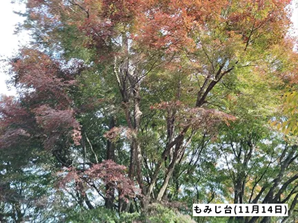 高尾山の紅葉の見ごろは11月中旬から12月上旬です 高尾山の紅葉の見ごろは11月中旬から12月上旬です