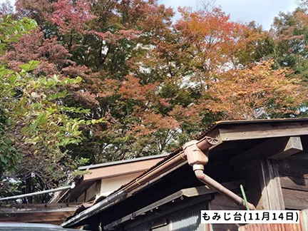高尾山の紅葉の見ごろは11月中旬から12月上旬です 高尾山の紅葉の見ごろは11月中旬から12月上旬です
