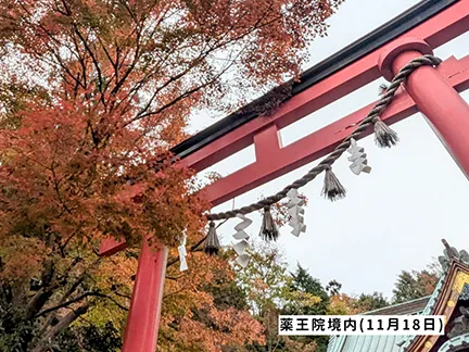 高尾山の紅葉の見ごろは11月中旬から12月上旬です 高尾山の紅葉の見ごろは11月中旬から12月上旬です