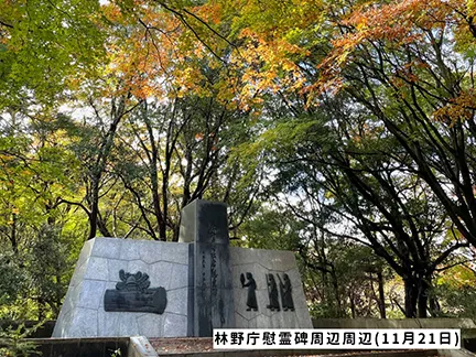 高尾山の紅葉の見ごろは11月中旬から12月上旬です 高尾山の紅葉の見ごろは11月中旬から12月上旬です