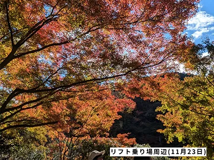 高尾山の紅葉の見ごろは11月中旬から12月上旬です 高尾山の紅葉の見ごろは11月中旬から12月上旬です