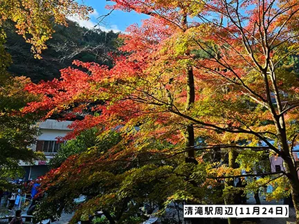 高尾山の紅葉の見ごろは11月中旬から12月上旬です 高尾山の紅葉の見ごろは11月中旬から12月上旬です