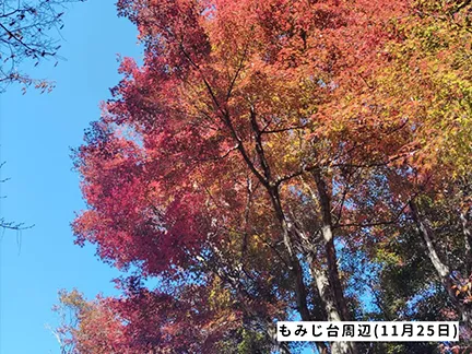 高尾山の紅葉の見ごろは11月中旬から12月上旬です 高尾山の紅葉の見ごろは11月中旬から12月上旬です