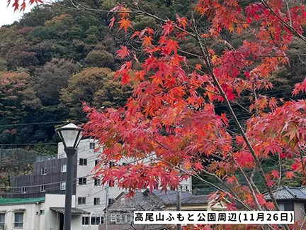 高尾山の紅葉の見ごろは11月中旬から12月上旬です 高尾山の紅葉の見ごろは11月中旬から12月上旬です