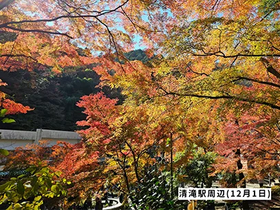 高尾山の紅葉の見ごろは11月中旬から12月上旬です 高尾山の紅葉の見ごろは11月中旬から12月上旬です